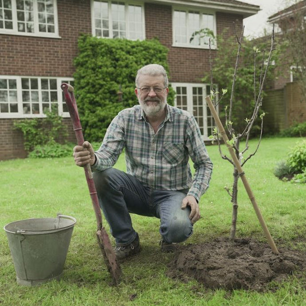 how to plant a tree