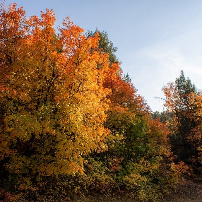 Best Trees for Autumn Colour