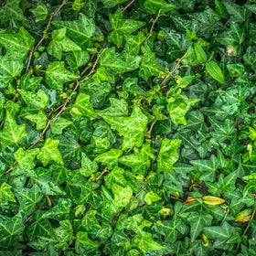 Ivy plant