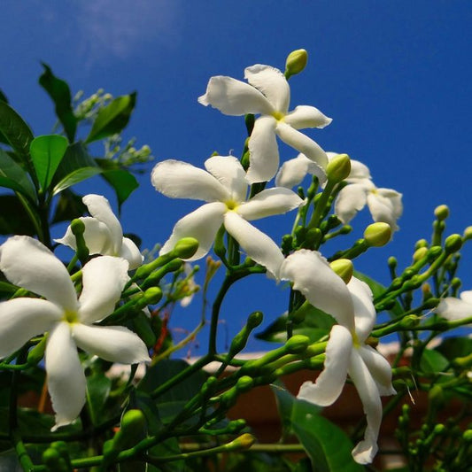 White jasmine flowers