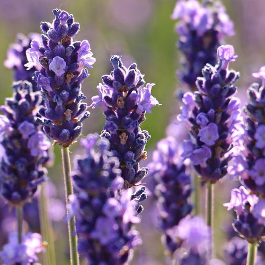 a single type of lavender close up