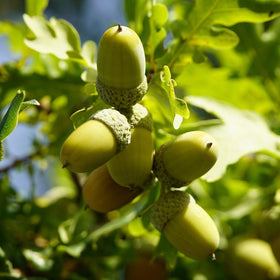Acorns