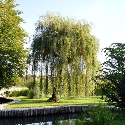 Weeping tree in park