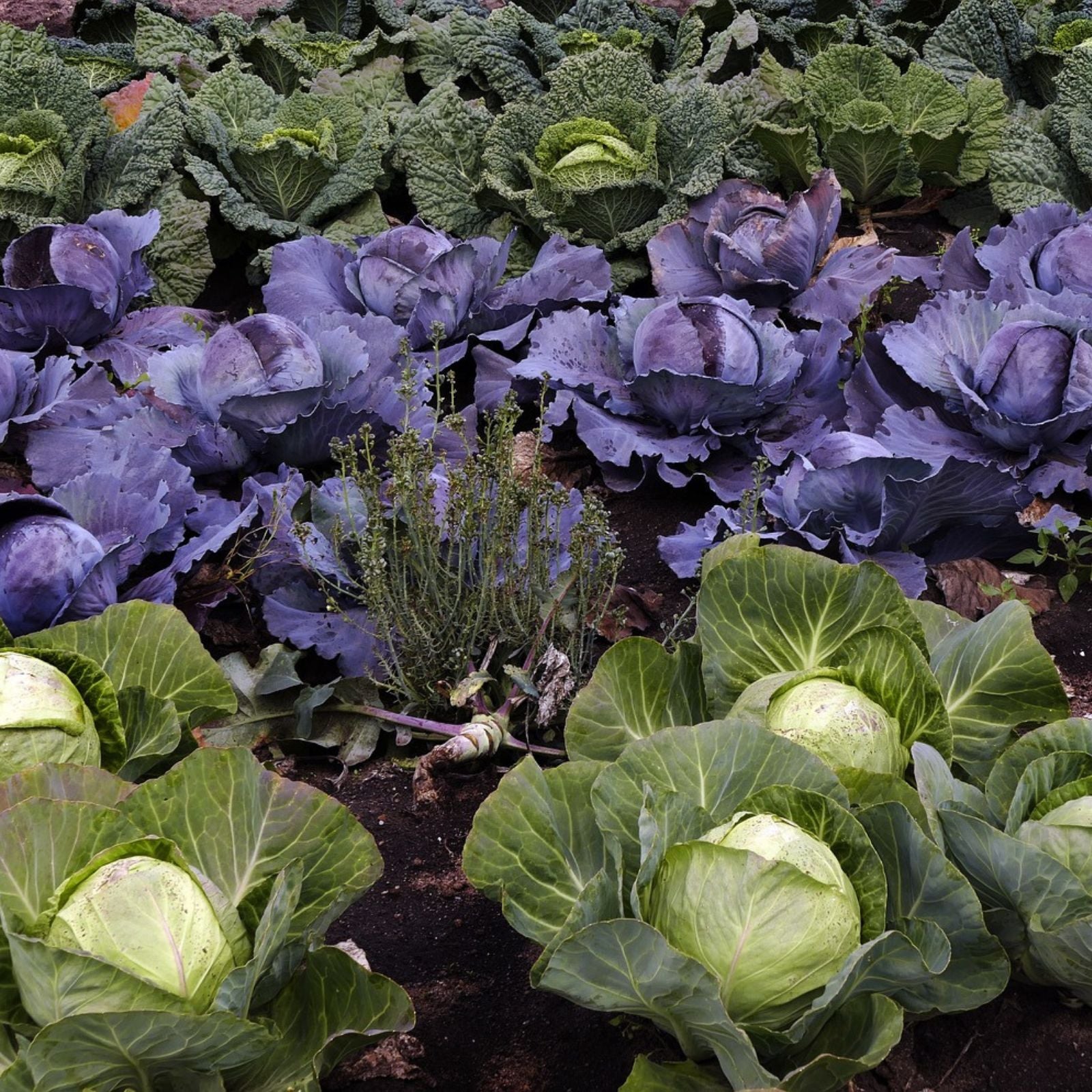 Vegetable Garden Plans: Spacing Your Plants