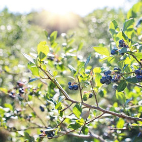 blueberries in the sunshine