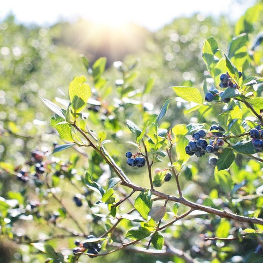 blueberries in the sunshine