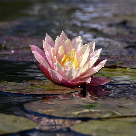 Water lily on pond