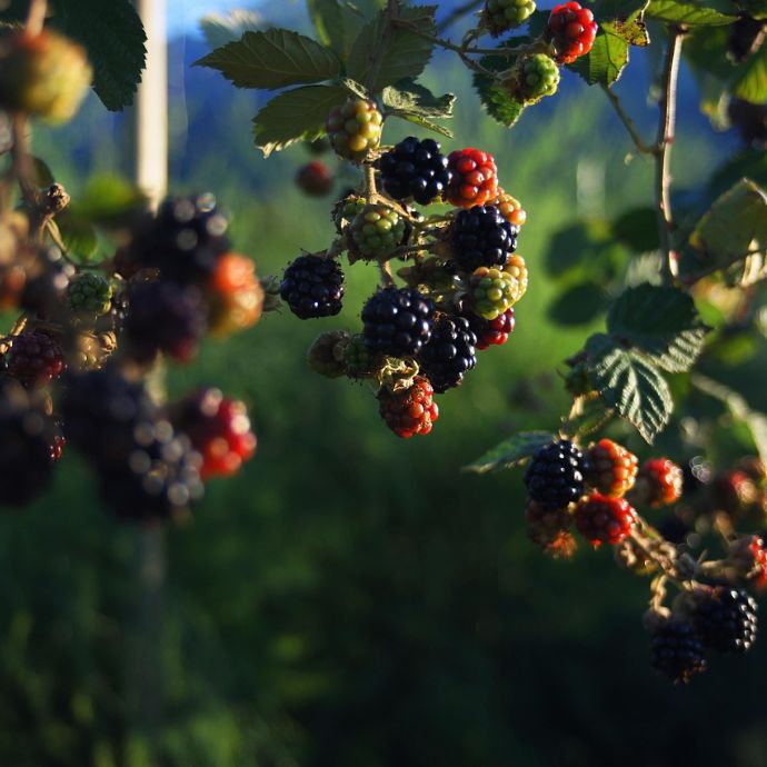 Which are the Best Blackberry Plants?