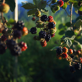 Blackberries