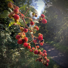 Wild berries