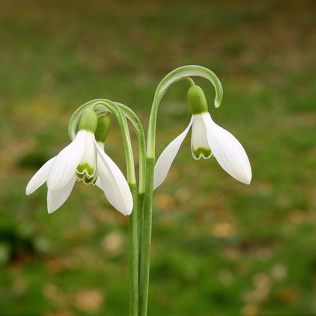 Snowdrops