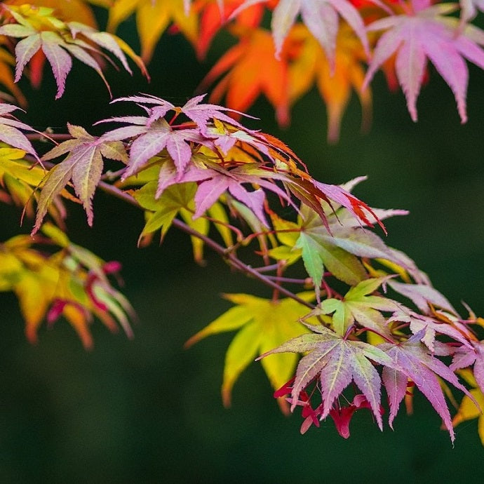 Acer Tree Care: Planting, Feeding and Problem Solving