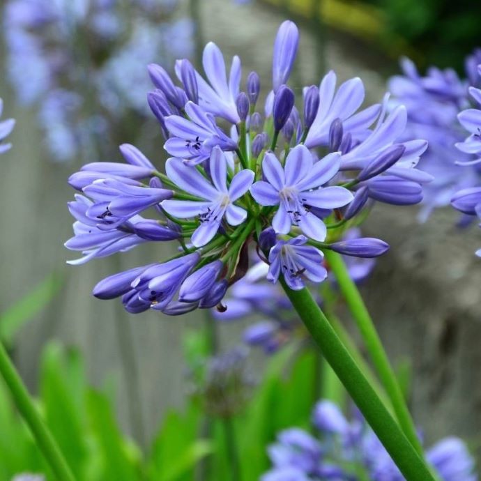 Agapanthus Care Guide: Planting, Flowering and Dividing