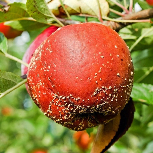 apple tree diseases