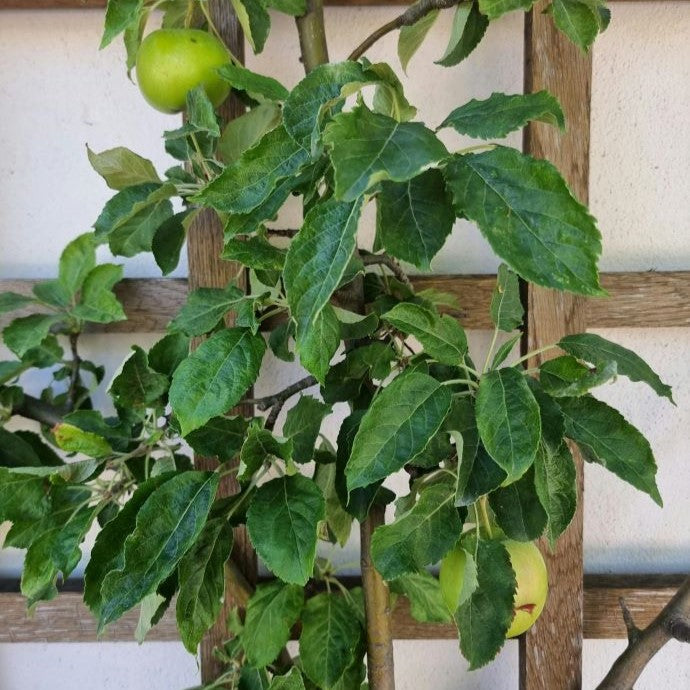 Apple Trees in Pots: A Grower’s Guide