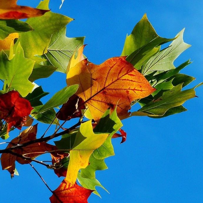 Autumn Leaves Come Early? Here’s Why