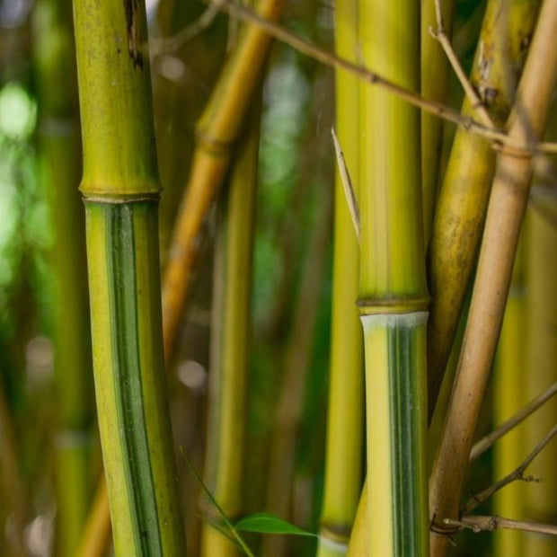 bamboo care guide