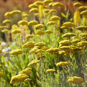 Best achillea plants