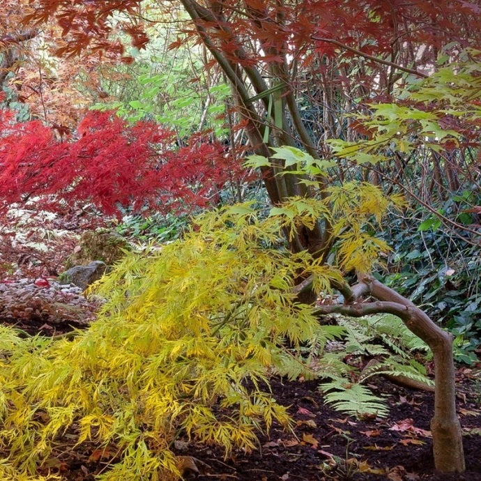 The Best Acer Trees to Grow in the UK