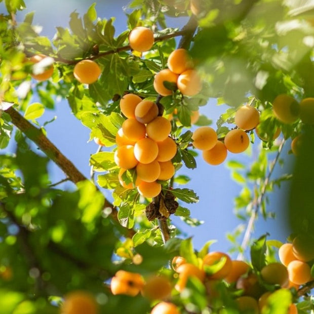best apricot trees