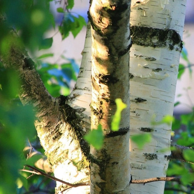 best birch trees