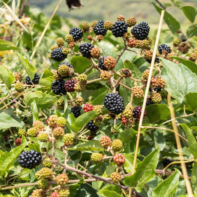 Which are the Best Blackberry Plants?