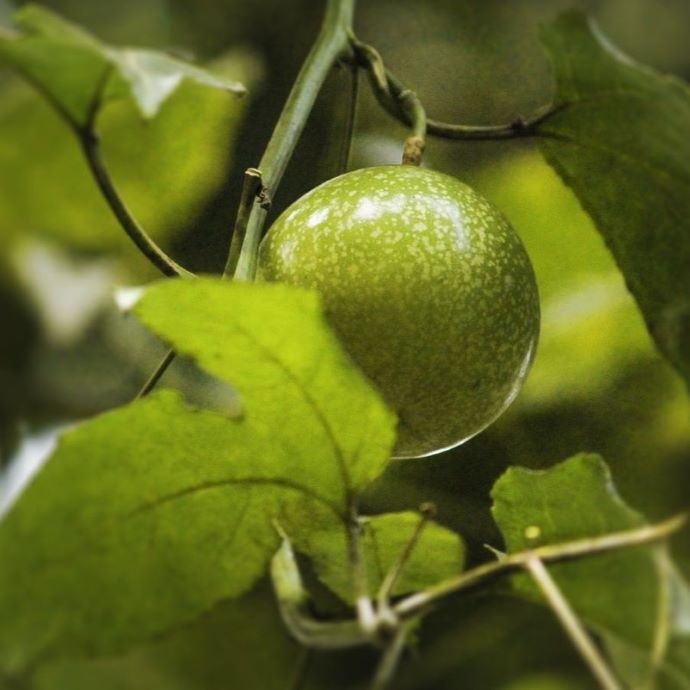 The Five Best Climbing Fruit Plants