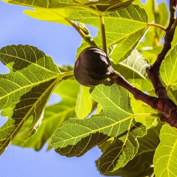 best fig trees
