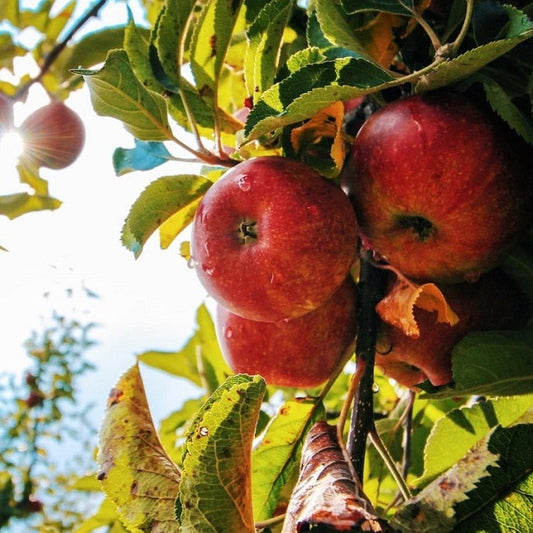 best fruit trees to grow in uk