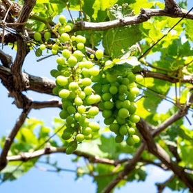 best grapes uk