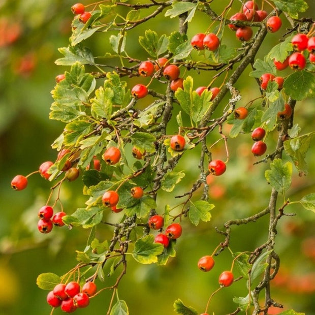 best hawthorn trees