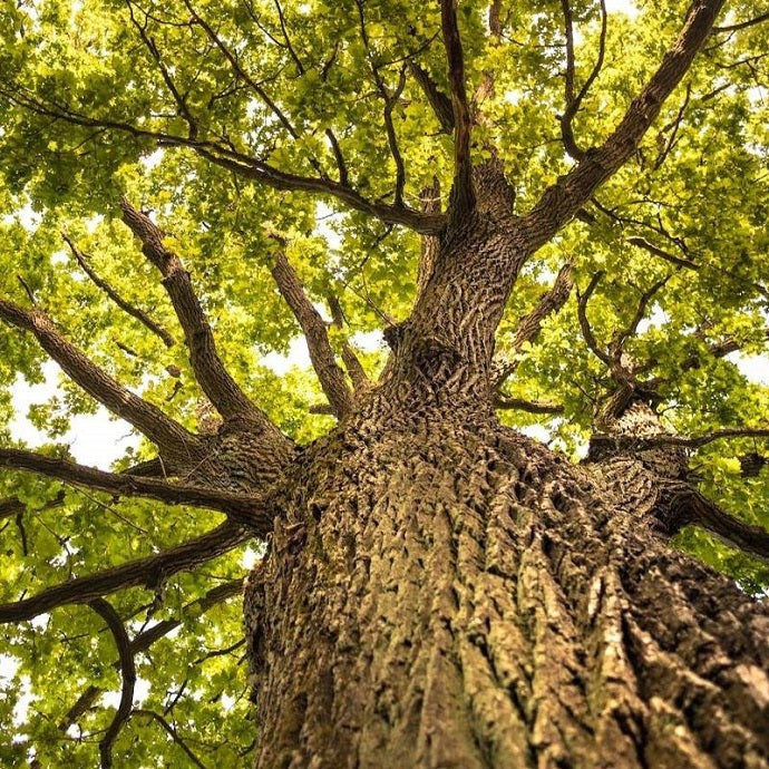 Native Trees: The Best Choices for UK Wildlife