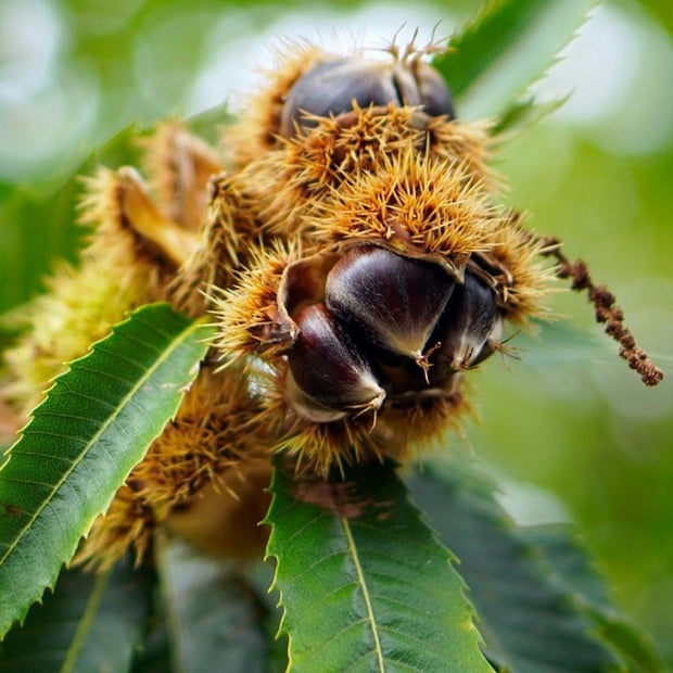 best nut trees