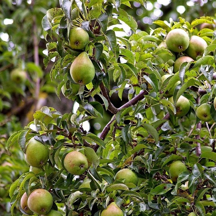 The Best Pear Trees (As Chosen by Our Growers)
