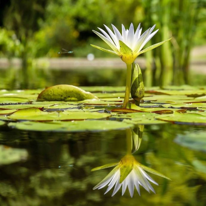 Best Pond Plants: Top 5 Plants to Bring Your Pond to Life