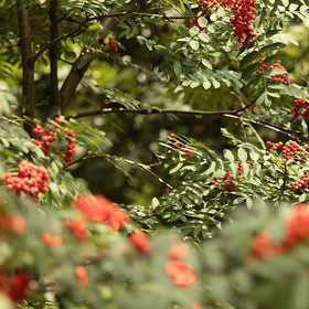 best rowan trees