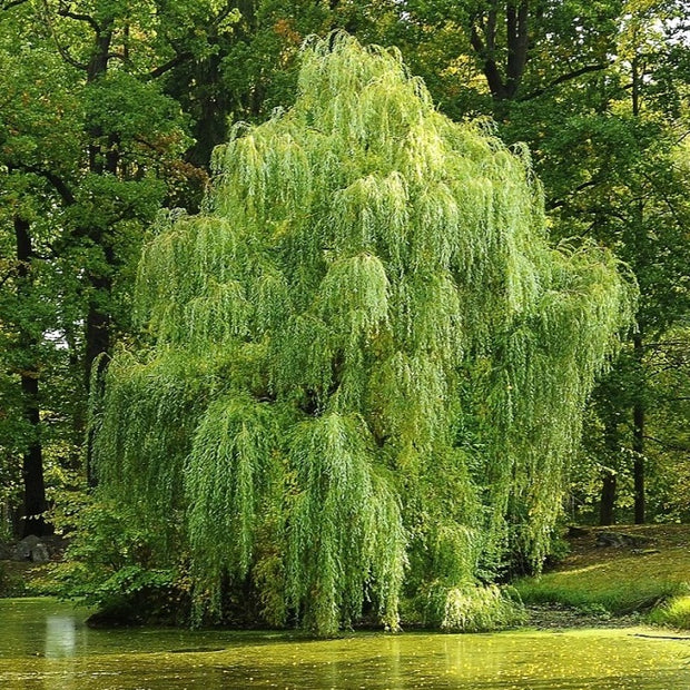 best willow trees