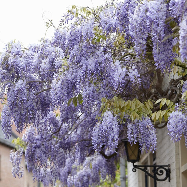 What's the Best Wisteria to Grow?