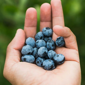 benefits of blueberries