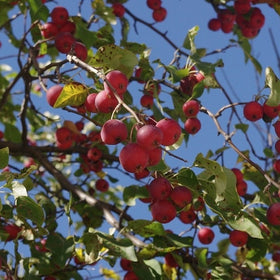 can you eat crabapples