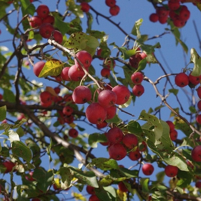 Can You Eat Crabapples?
