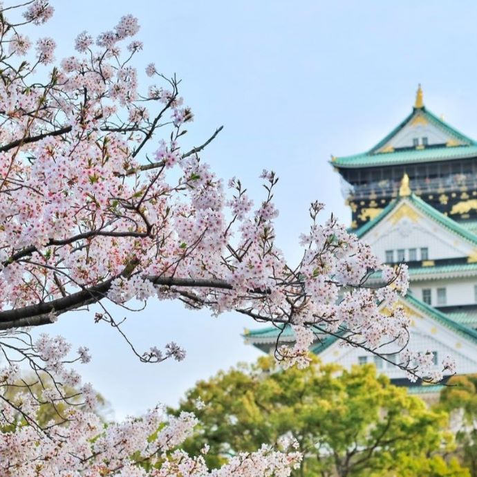 Cherry Blossom Season: Japan’s Hanami Festival