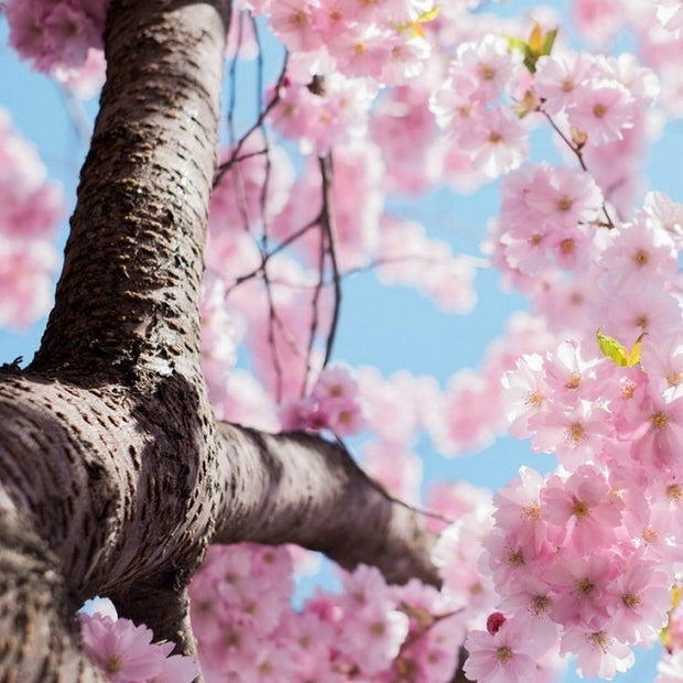 choosing perfect cherry blossom tree