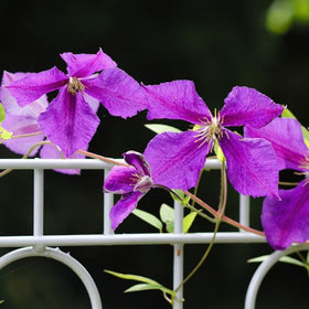 support for climbing plants