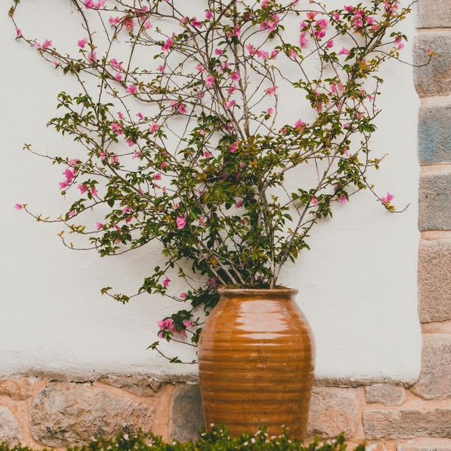 climbing plants for pots
