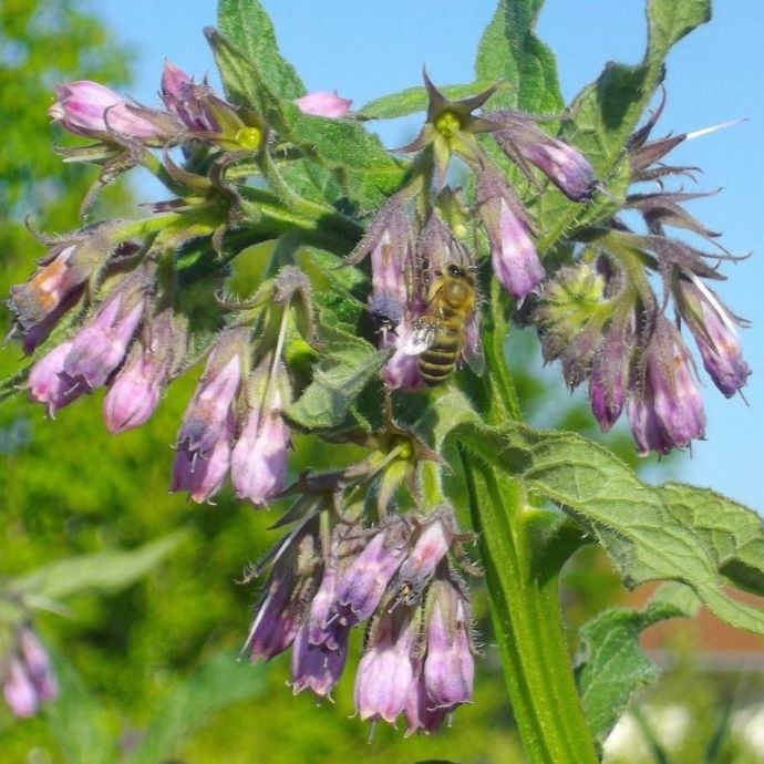 Comfrey Plant: Natural Fertiliser, Compost and Mulch
