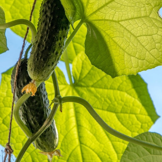 how to grow cucumbers