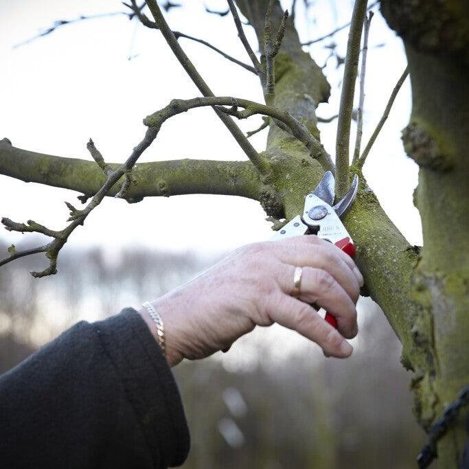 Do You Have to Prune Trees?