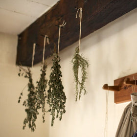 drying herbs