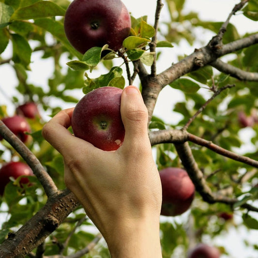 easiest fruit trees to grow